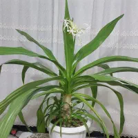 گل برگ موزی5 ساله|گل و گیاه طبیعی|بم, |دیوار