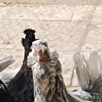 فروش مرغ و خروس گلین طوسی
