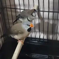 فنچ
