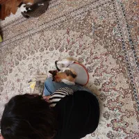 سه عدد گربه عقیم شده واکسناسیون کامل 6ماه واگذاری|گربه|پرند, فاز ۶|دیوار