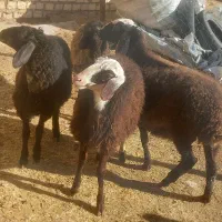 ۴راس بره  شیر مست  شالی