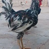 مرغ تخمگذار و خروس گلین(نژاد اصیل لری)