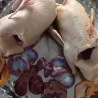 غاز|حیوانات مزرعه|رشت, گلسار|دیوار