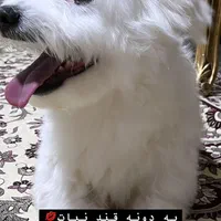 فروش سگ شیتزو فوری فوری