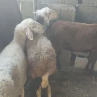 گوسفند میش آبستن داشتی جنس دار تاب افشار|حیوانات مزرعه|دابودشت, |دیوار