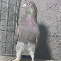 کبوتر پرشی|پرنده|بندرعباس, |دیوار