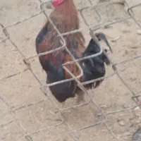 دوعدد خوروس درجه یک سرحال