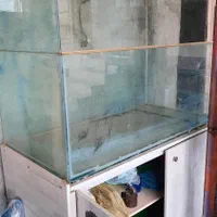 آکواریوم|ماهی|هندمینی, |دیوار