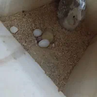 عروس هلندی|پرنده|لامرد, |دیوار