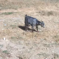 بزشیرا یک شکم زایده الان دوماه ابستن