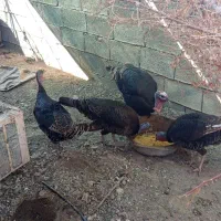 بو قلمون|حیوانات مزرعه|توکهور, |دیوار