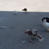 مرغ و خروس معاوضه