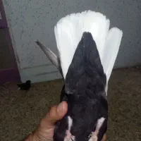 کبوتر