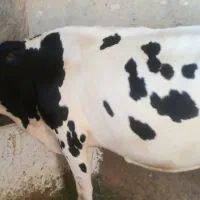 گاو هولشتاین