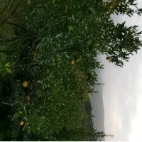 زمین باغ مرکبات ۸۳۰ متر|فروش زمین و ملک کلنگی|پایین هولار, |دیوار