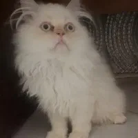 گربه پرشین اصیل