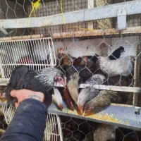 وارک و مرغ و خروس نیمچه و...