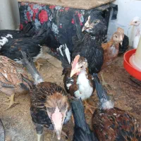 مرغ وجوجه گلین تخم مرغ نطفه دار موجود است