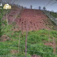 زمین-مسکونی-با-ویو-ابدی-و-درختان-میوه-رشت-لنگرود