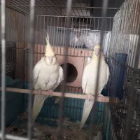 عروس هلندی