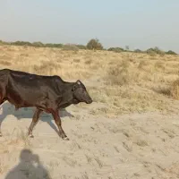 گوساله نر