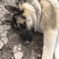 سگ نژاد ژرمن یک ساله
