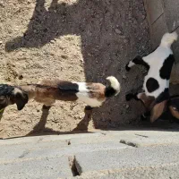 بز دورگ دوقلودار|حیوانات مزرعه|طبس, |دیوار