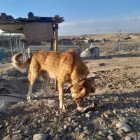 سگ سرابی از بهترین نسل