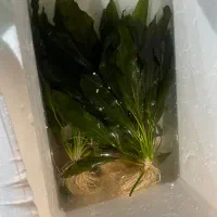 اچینودوراس بزرگ مولد