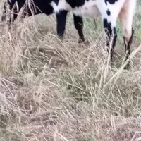 حیوانات مزرعه|حیوانات مزرعه|تالش, جوکندان|دیوار