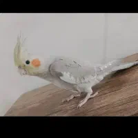 عروس هلندی مولد الرام