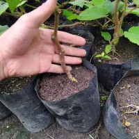 نهال کیوی تلخ (بذری)