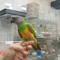 دنیای منقار کج ها ( دریاچه چیتگر )