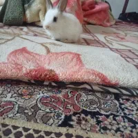 بچه خرگوش