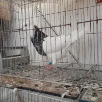 فروش طوقی نر زرین الماسی