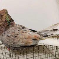 کبوتر هفترنگ دم سفید جفت|پرنده|مشهد, انقلاب|دیوار