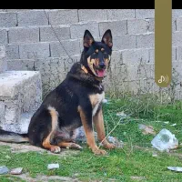 ژرمن چهارساله