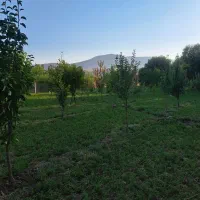 باغ|فروش دفتر صنعتی، کشاورزی، تجاری|کنگاور, |دیوار