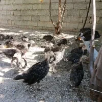 بوقلمون ۳ماه