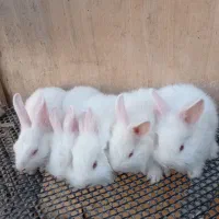 خرگوش کوچیک