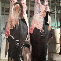 خرید وفروش گاوهای افتاده وفلج زایمان