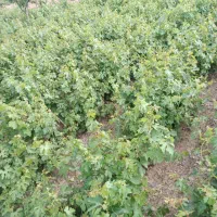 کشاورزی و باغداری