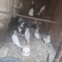 کفتر|پرنده|یزد, |دیوار