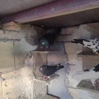 پنج عددنرمست