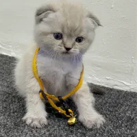 گربه نژاد اسکانیش