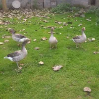 فروش ۴ عدد غاز تخم گذار ۴ میلیون ۵۰۰ هزار تومان