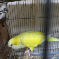 راهب نر بالغ