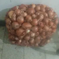 پیاز
