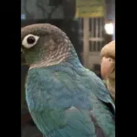 پرنده گیرینچیک