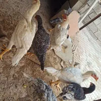 فروش خروس لاری|حیوانات مزرعه|برازجان, |دیوار